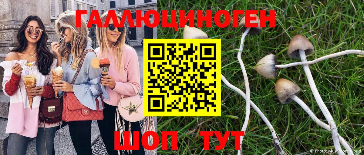 Псилоцибиновые грибы Psilocybine cubensis Димитровград